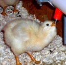 Drikkenipler   thumbnail