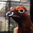 Nebbringer 10 stk thumbnail