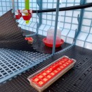 Matte til oppdrettreol.  thumbnail