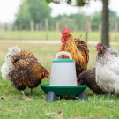 3 kg fôrautomat med føtter thumbnail