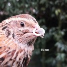 Nebbringer 10 stk thumbnail