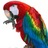vaktel.jpg macaw.jpg